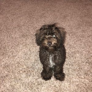 Meet your Posher, Eva